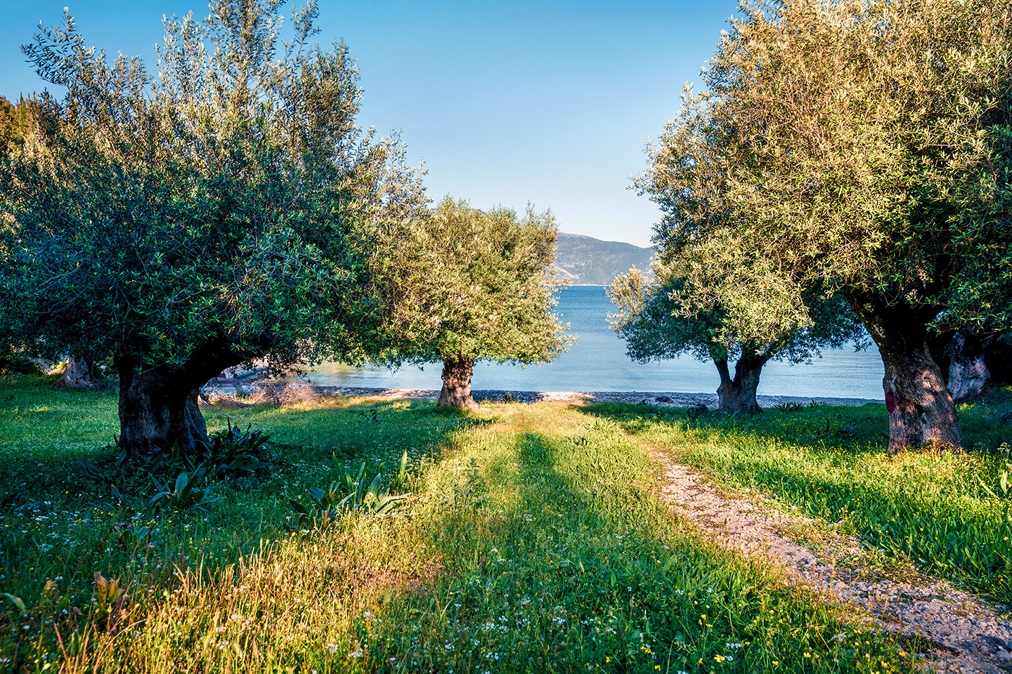 Και Βίκινγκς, και Αρ Νουβό, και Δρόμοι της Ελιάς-2
