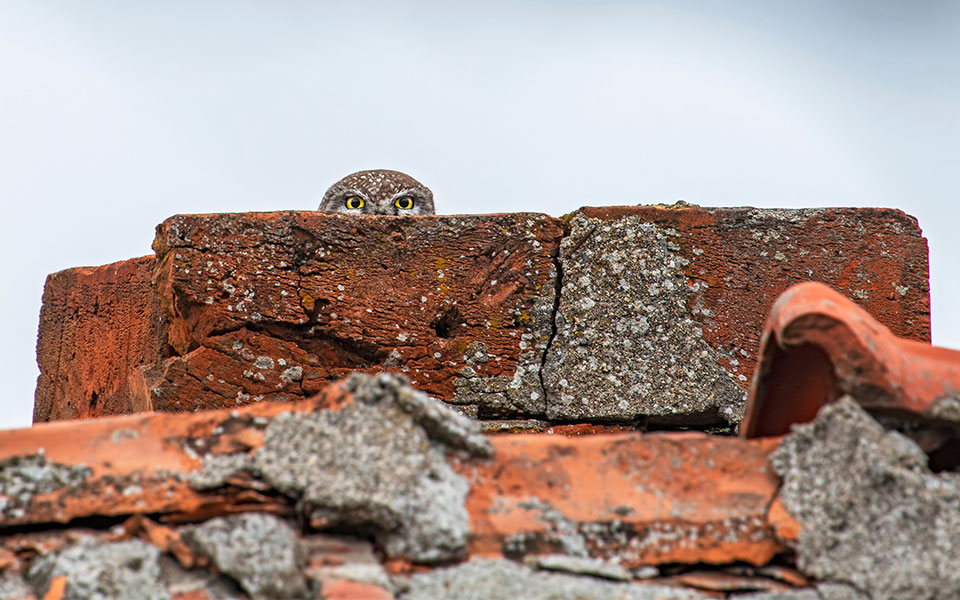 Δείτε τις πιο αστείες φωτογραφίες άγριων ζώων της χρονιάς-2