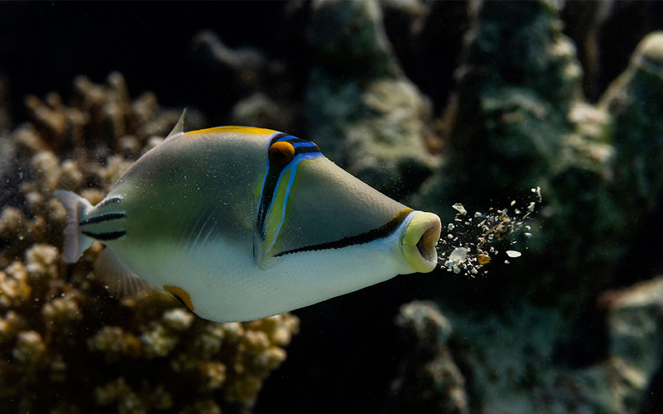 Δείτε τις πιο αστείες φωτογραφίες άγριων ζώων της χρονιάς-5