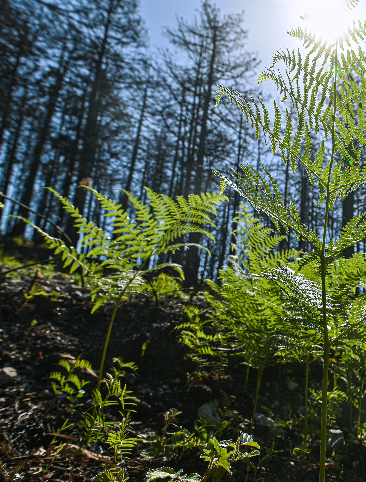 αναδάσωση-15-000-στρεμμάτων-στη-βόρεια-εύβ-562074664