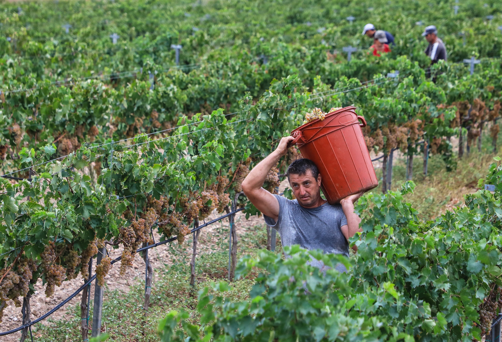 ο-αργός-θάνατος-του-αττικού-αμπελώνα-562071502