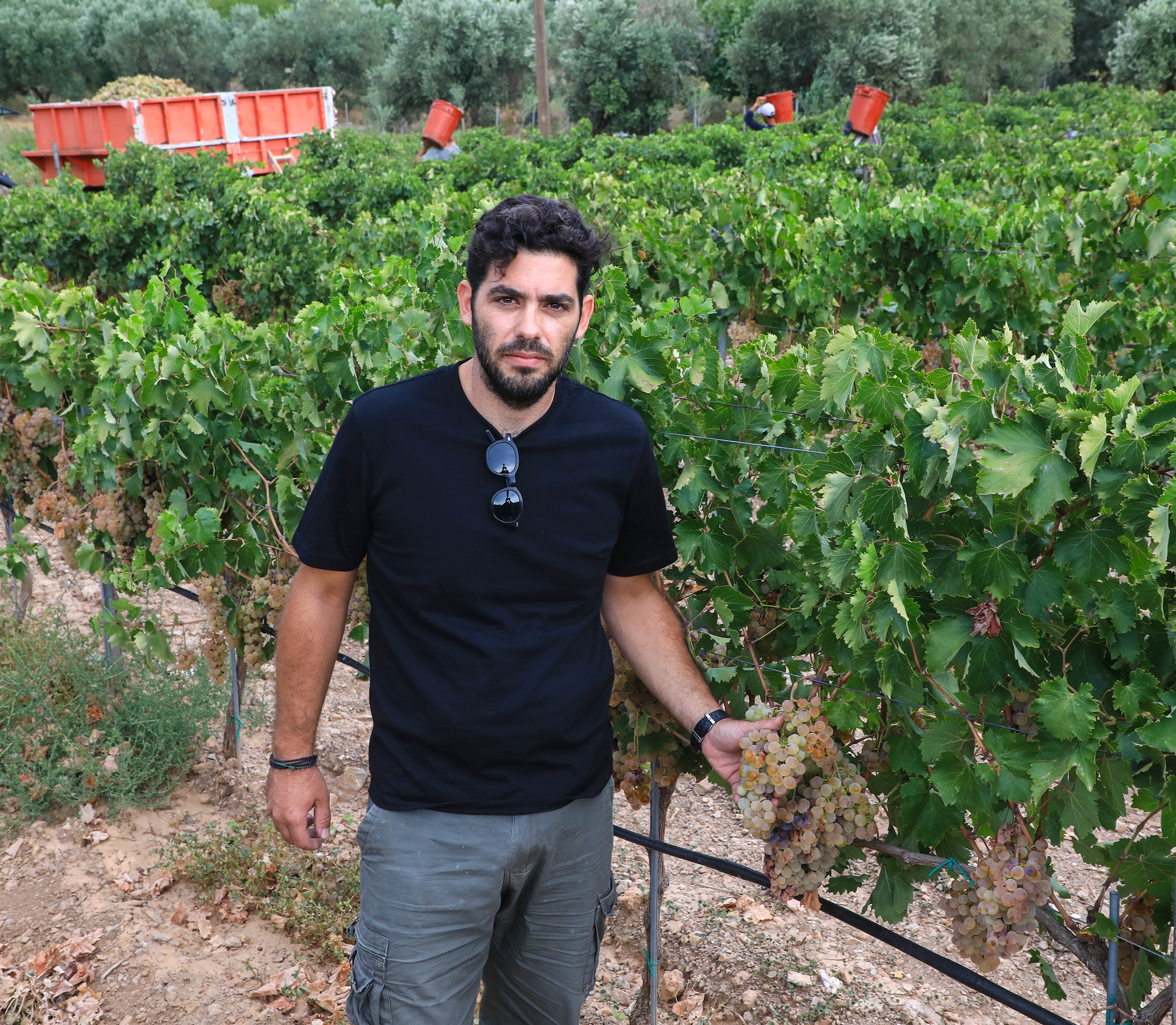 Ο αργός θάνατος του αττικού αμπελώνα – Γιατί εγκαταλείπεται η οινοποίηση-1