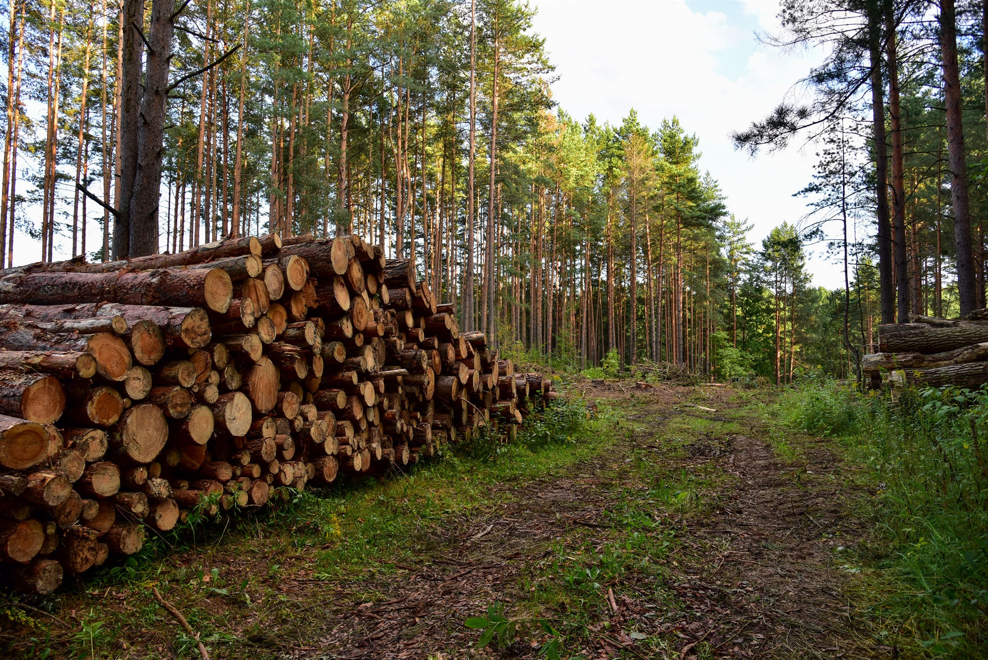 η-μεγάλη-ζήτηση-φουντώνει-την-παράν-562110598