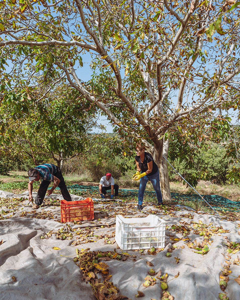 Καρυές-Βλαχοκερασιά: Μαζεύοντας καρύδια και κάστανα στο δάσος-6