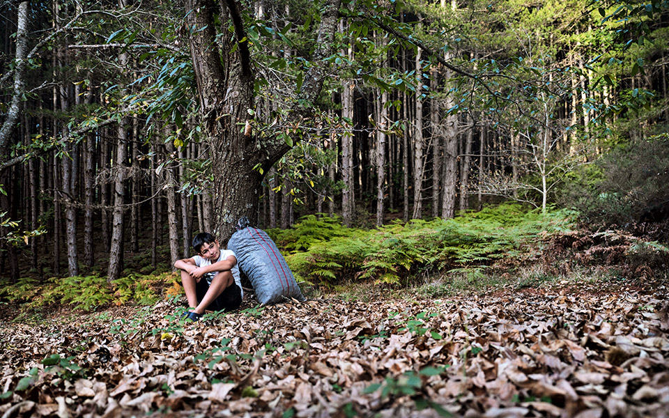 καρυές-βλαχοκερασιά-μαζεύοντας-καρύ-562107952
