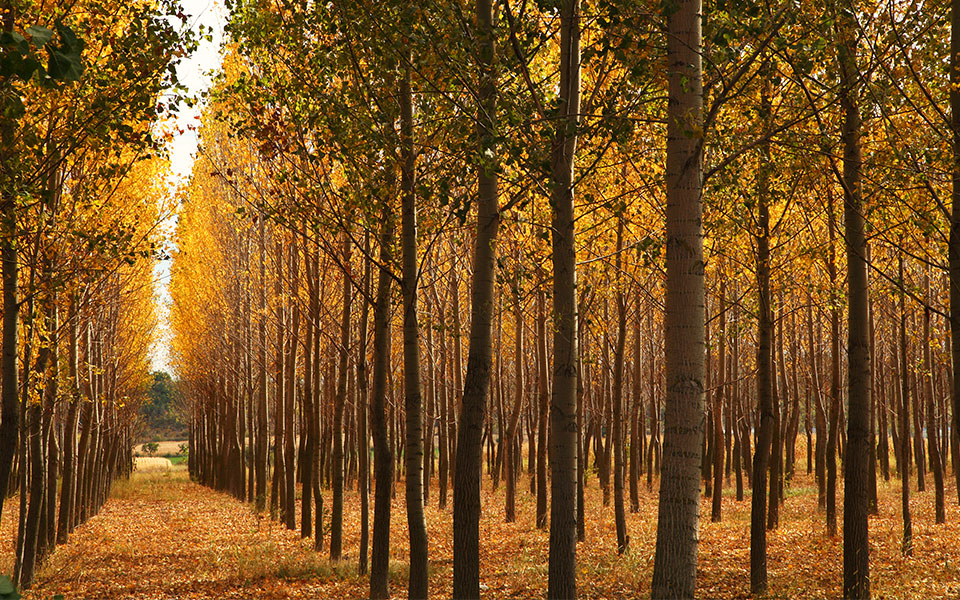 Η φθινοπωρινή Ελλάδα μάς χαρίζει τις πιο όμορφες εικόνες-2