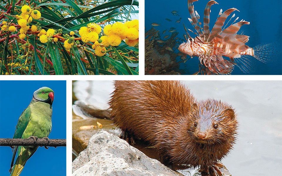 οι-εισβολείς-της-ελληνικής-φύσης-562111633