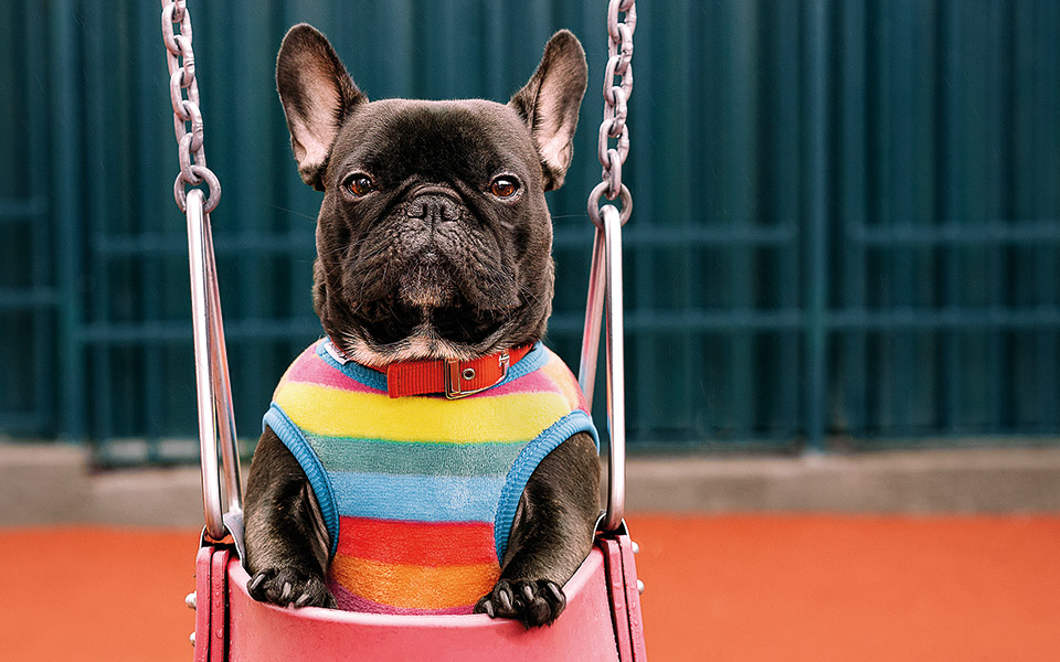 το-πρώτο-σκυλοπάρκο-της-αθήνας-είναι-γ-562091677