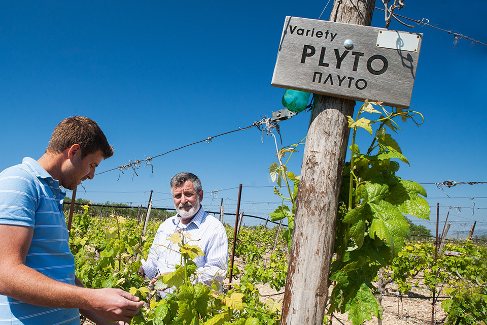 Οινοτουρισμός: Δέκα αγαπημένοι προορισμοί στην Ελλάδα-4