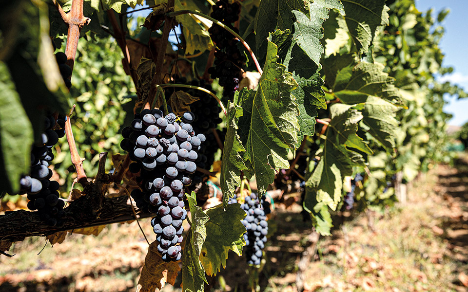 υπάρχει-παγκόσμια-ημέρα-για-το-ξινόμα-562111864