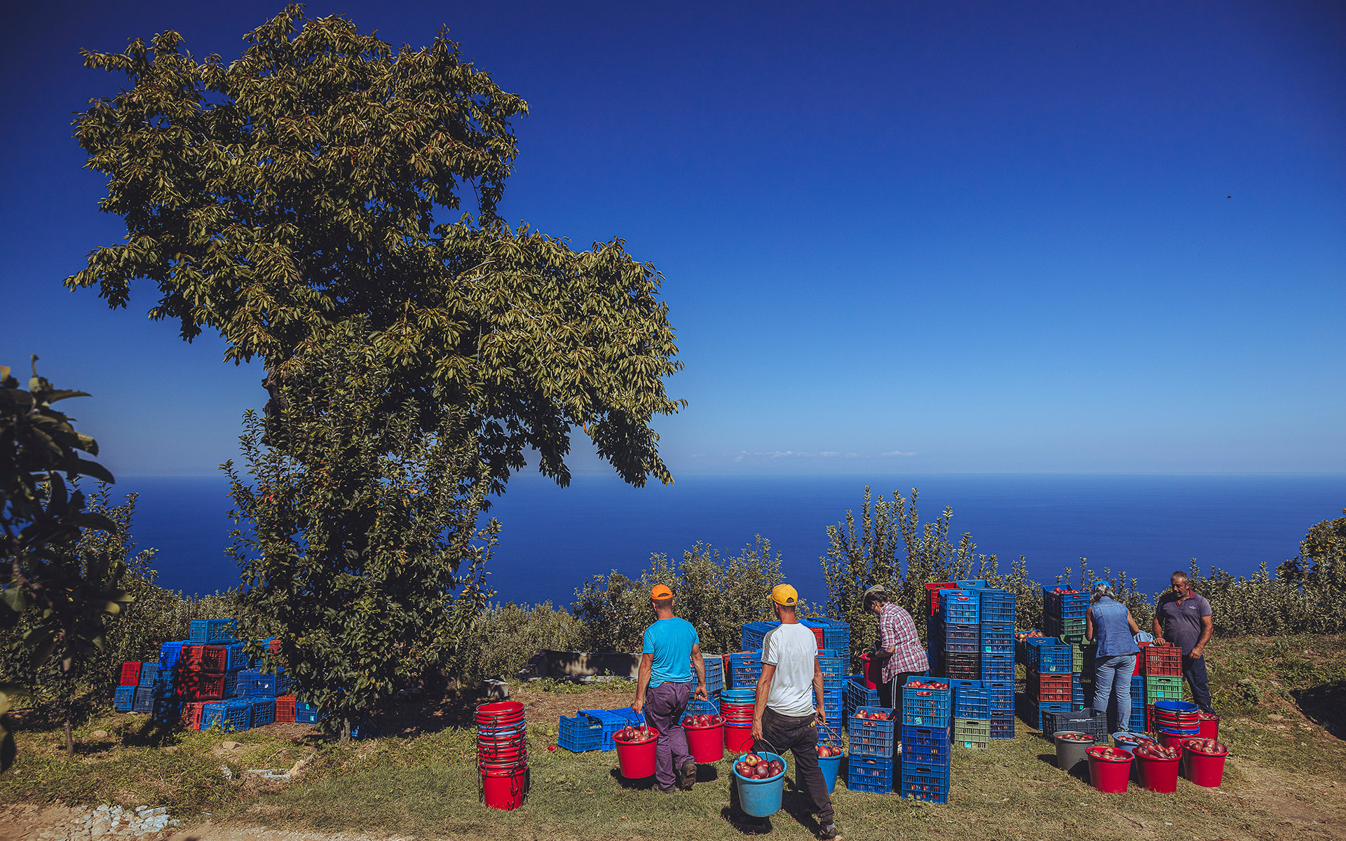 μηλο-μανία-στη-ζαγορά-562109707