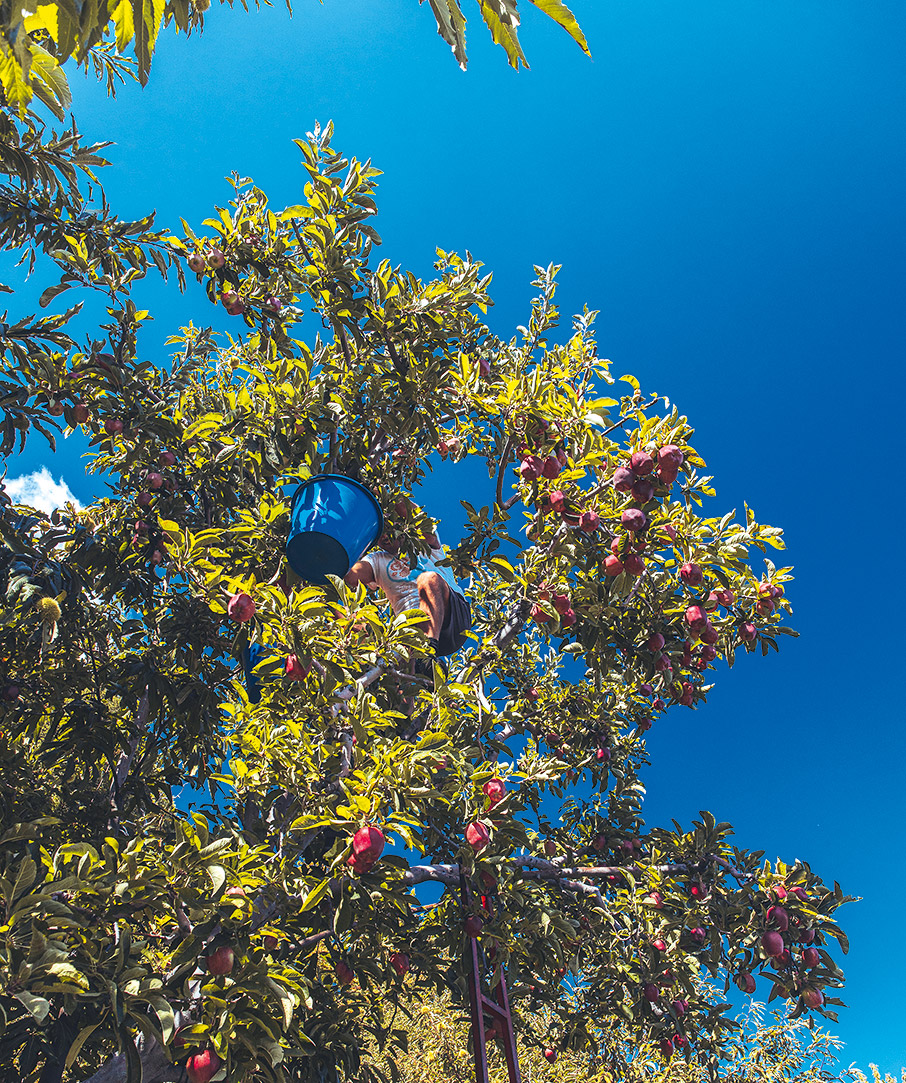 Μηλο… μανία στη Ζαγορά-3