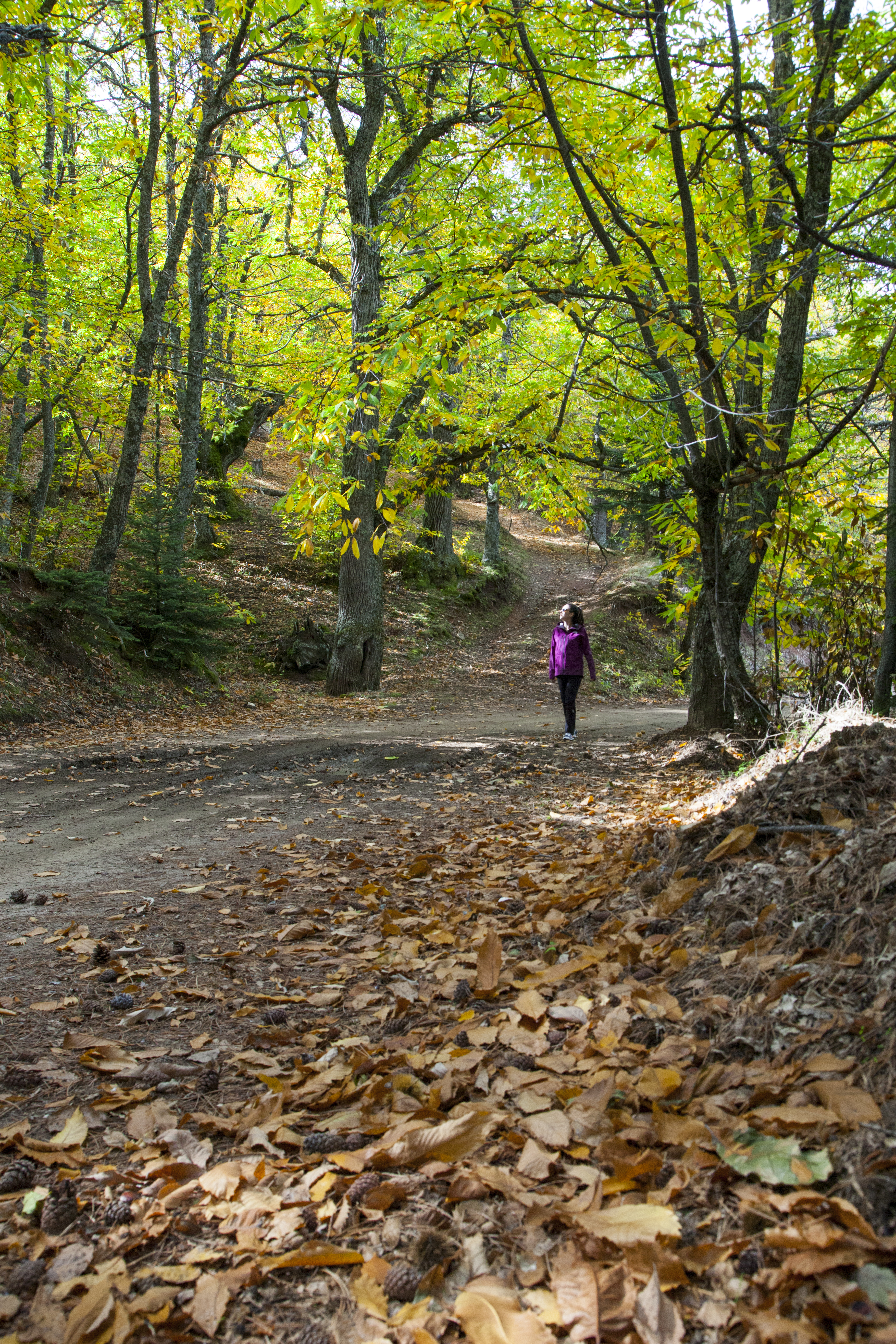 Η φθινοπωρινή Ελλάδα μάς χαρίζει τις πιο όμορφες εικόνες-1