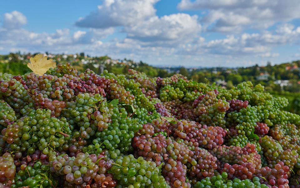 βιέννη-τρύγος-κρασί-και-ραντεβού-στ-562077649