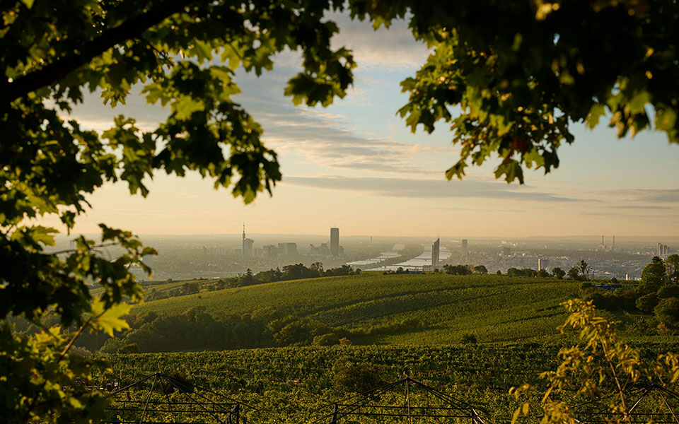 Βιέννη: Τρύγος, κρασί και… ραντεβού στις heurigen-1