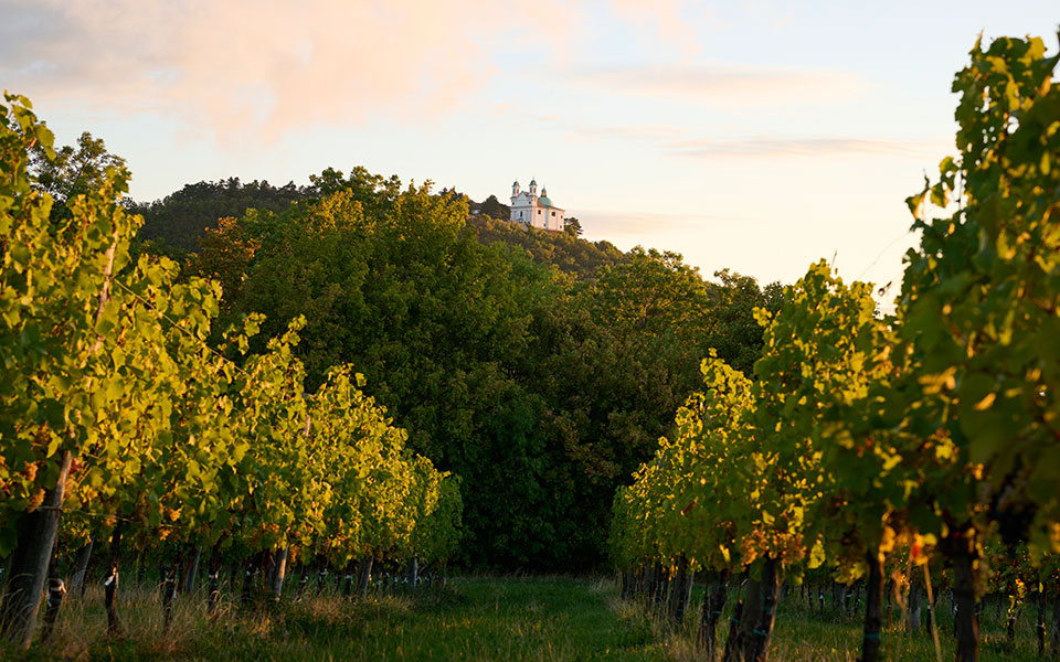 Βιέννη: Τρύγος, κρασί και… ραντεβού στις heurigen-2