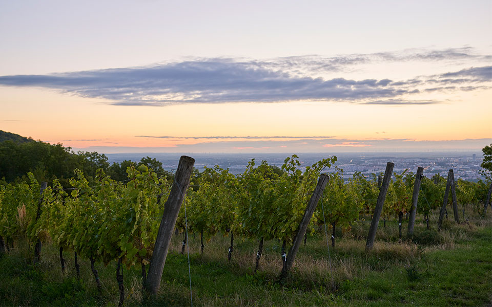 Βιέννη: Τρύγος, κρασί και… ραντεβού στις heurigen-4
