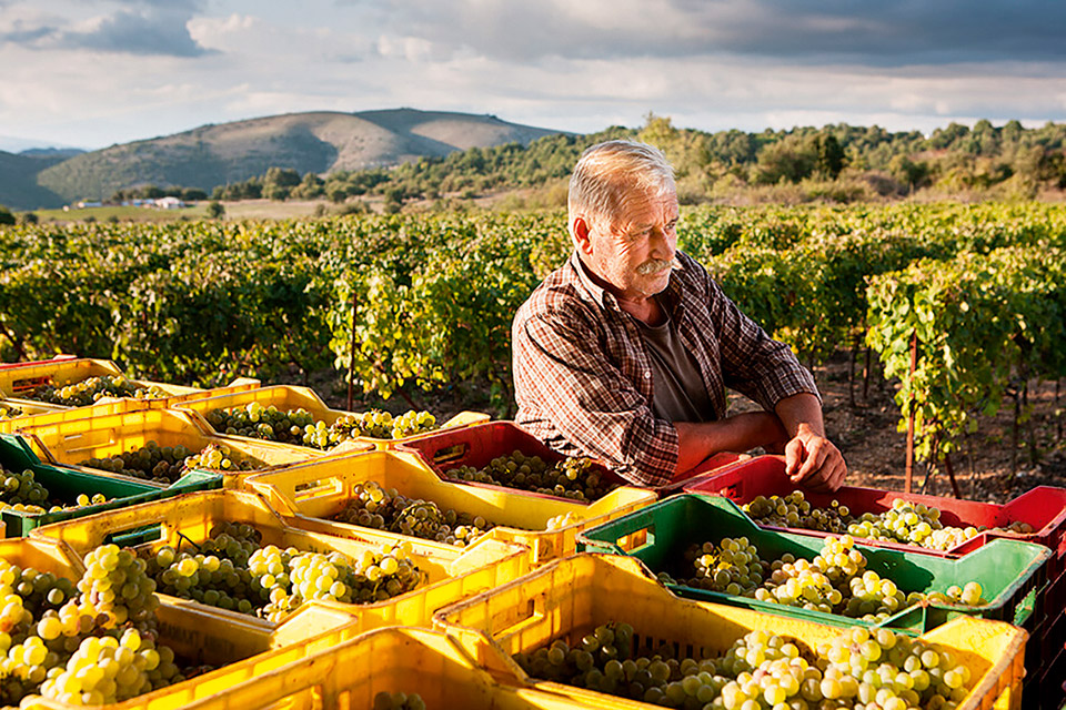 Οινοτουρισμός: Δέκα αγαπημένοι προορισμοί στην Ελλάδα-21