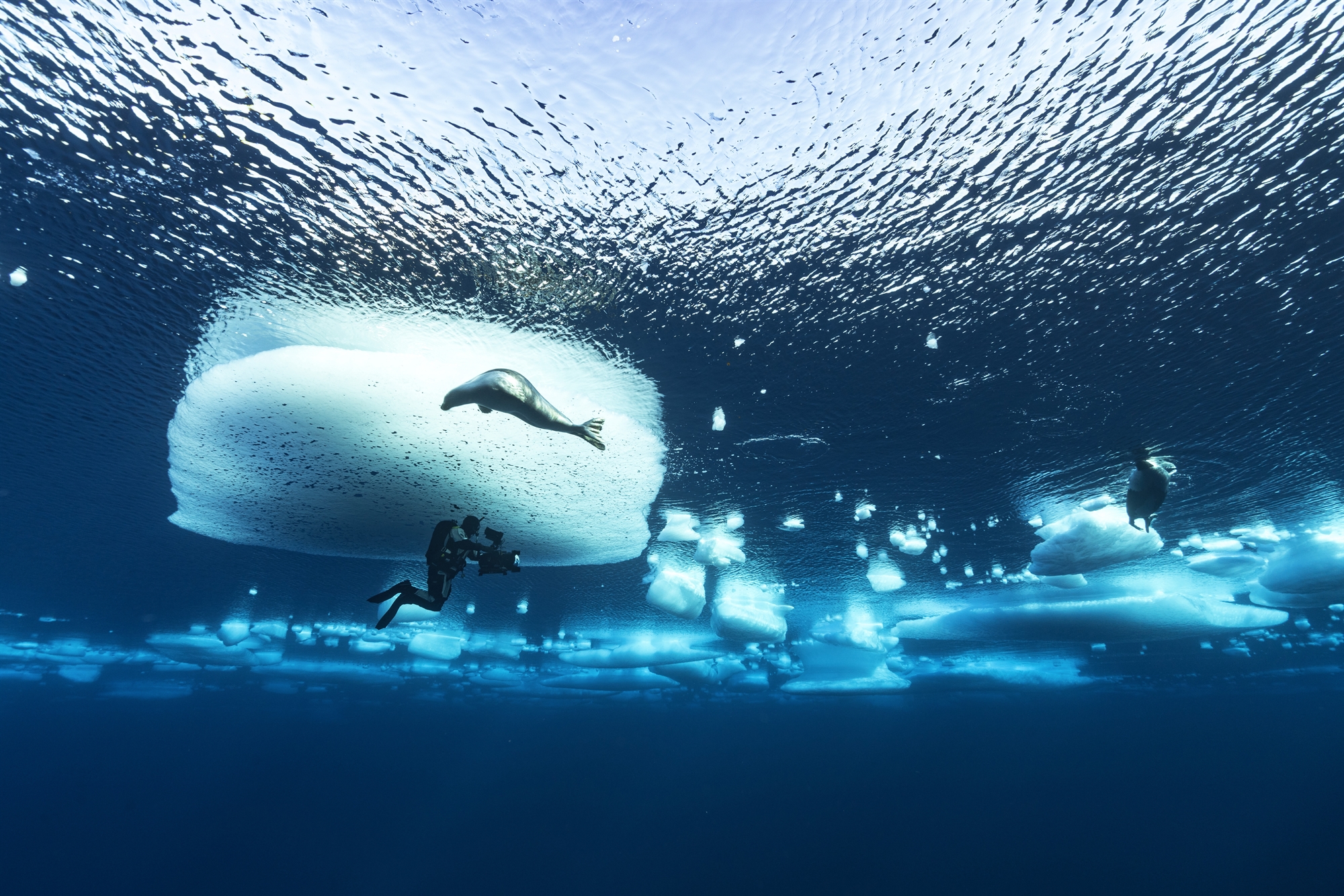 εξερεύνηση-και-σπάνια-πλάνα-στις-παγω-562110901