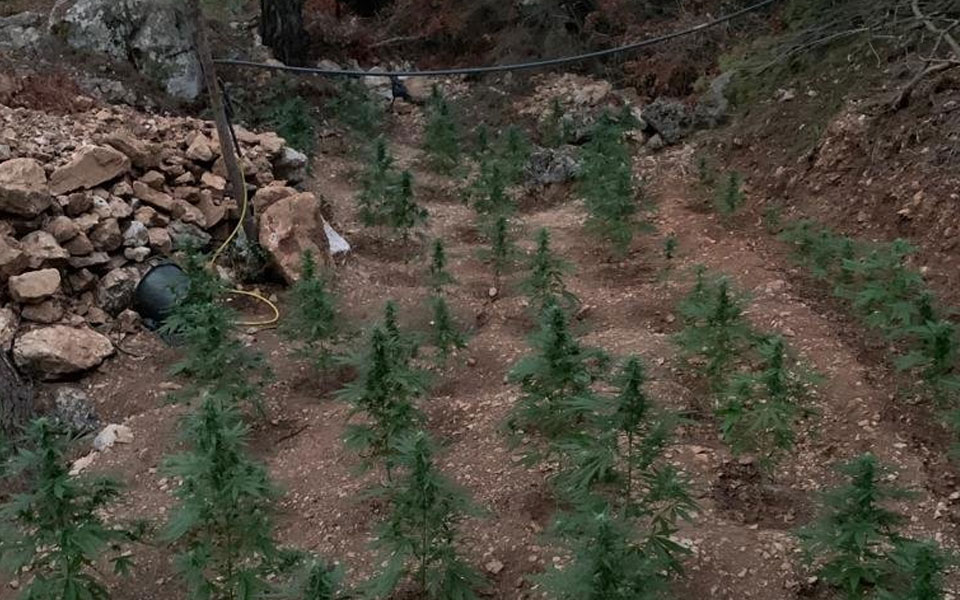 φυτεία-δενδρυλλίων-κάνναβης-εντοπίσ-562081285