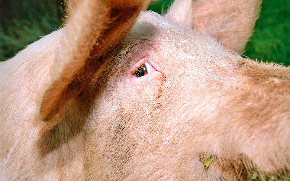 είναι-ανήθικο-να-τρώμε-ζώα-562094365