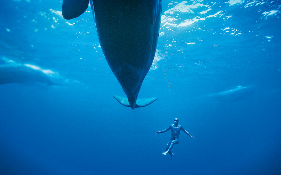 η-κιβωτός-της-μεσογείου-562072870