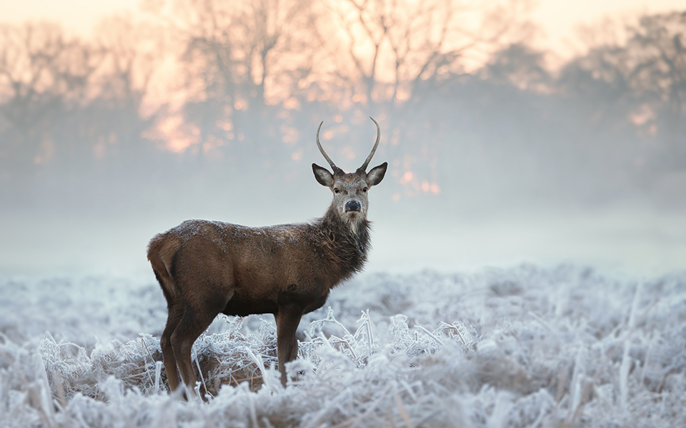 καμπανάκι-wwf-o-πληθυσμός-των-άγριων-ζώ-562089835