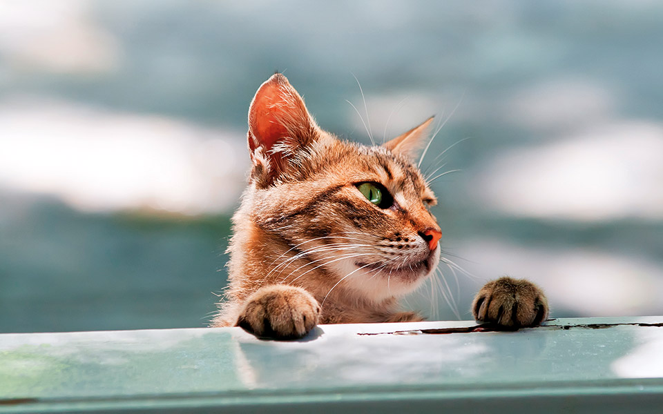 πόσο-κοστίζει-ένα-gps-για-τετράποδα-562100878