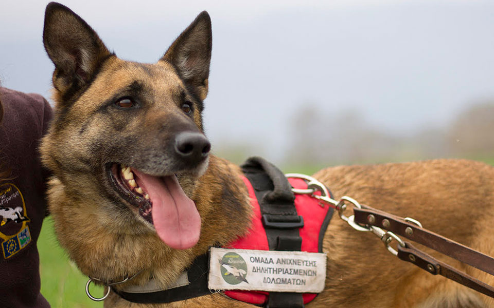 ο-κούκι-βγήκε-στη-σύνταξη-562101091