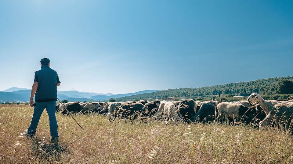 κι-όμως-η-αττική-είναι-ένα-μεγάλο-βοσκο-562094704