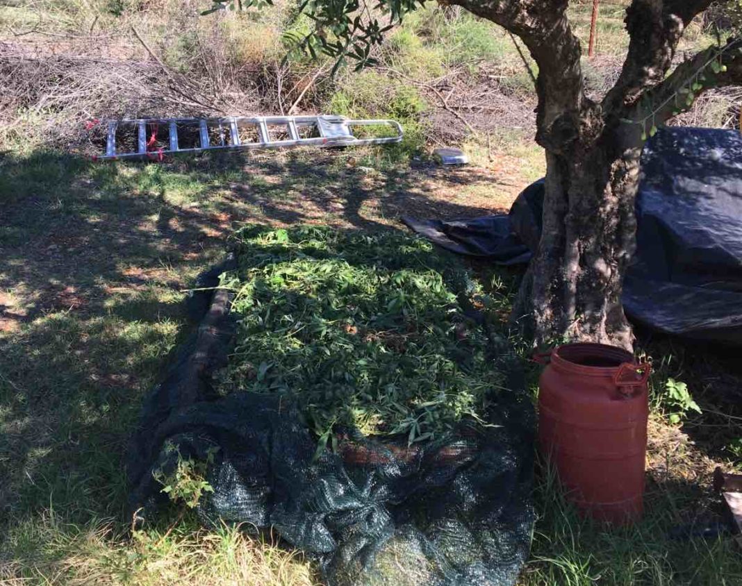 Καλαμάτα: Χειροπέδες σε 70χρονο για καλλιέργεια και διακίνηση κάνναβης-1