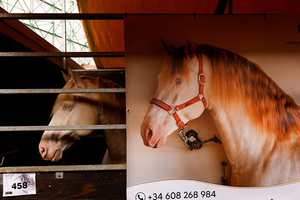 Μόνο για άλογα