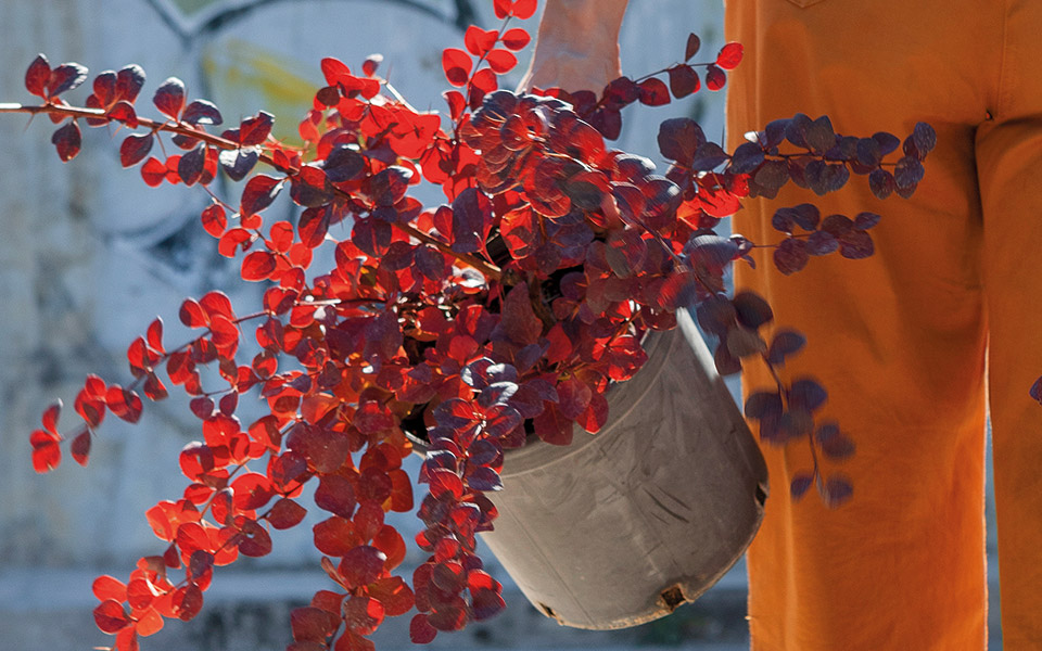 η-πιο-μεγάλη-και-πορφυρή-ώρα-της-βερβε-562138156