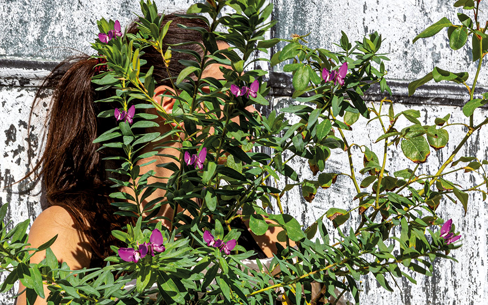 πολύγαλα-από-τη-νότια-αφρική-στον-κήπο-562119376