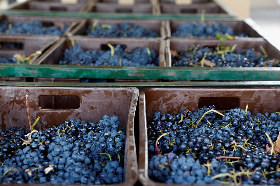 Παλιοί αμπελώνες