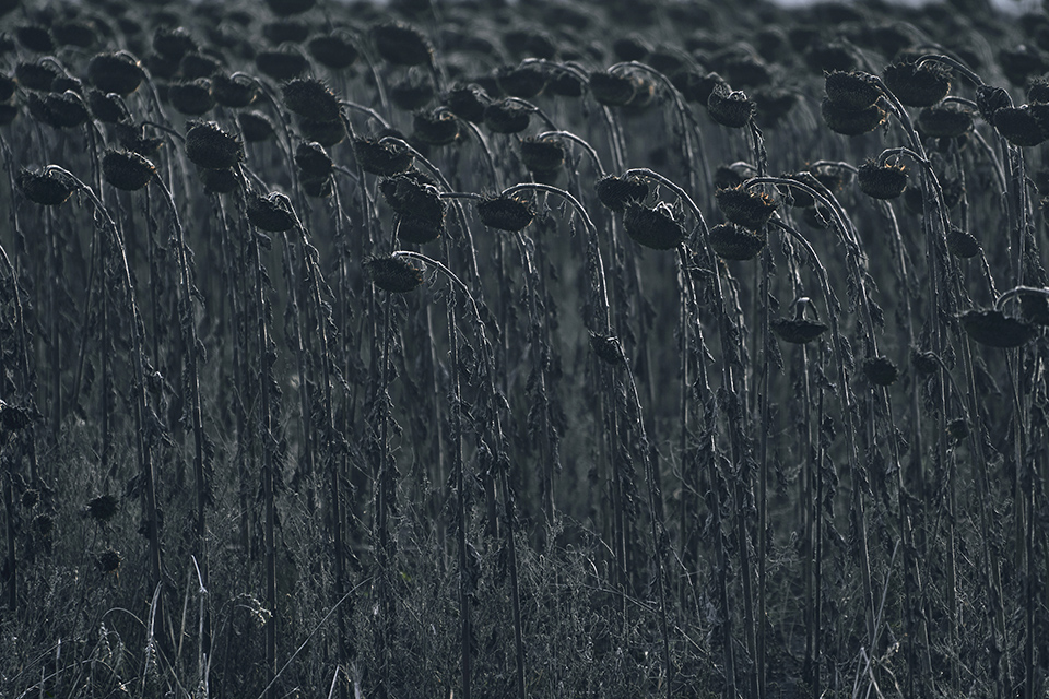 Χωράφια του πολέμου