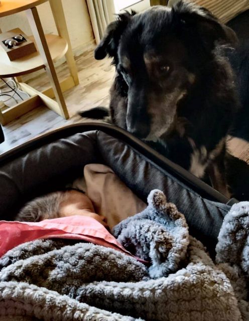 H ζωή και ο θάνατος ενός τετράποδου και καλόκαρδου φίλου-1