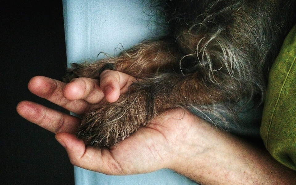 ευθανασία-κατοικιδίων-θλιβερό-καθήκ-562142110