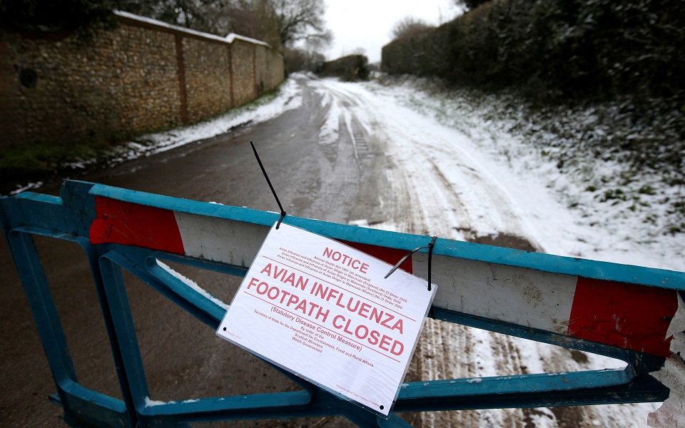 γαλλία-επιβολή-λόκνταουν-στις-κότες-562130440