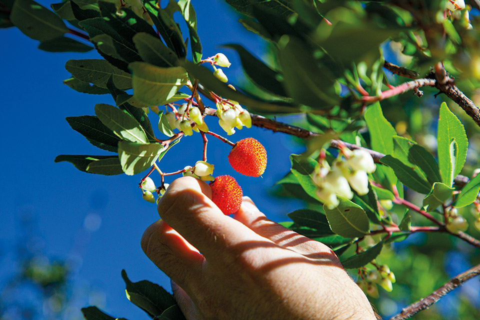 Φαράγγι του Ασωπού: Κυριακάτικη εκδρομή στο μονοπάτι των σιδηροδρομικών-5