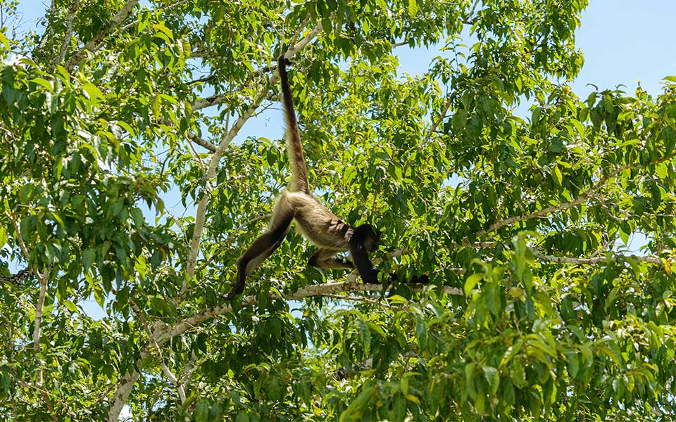 Μεξικό: Τα τζάγκουαρ επιστρέφουν-3
