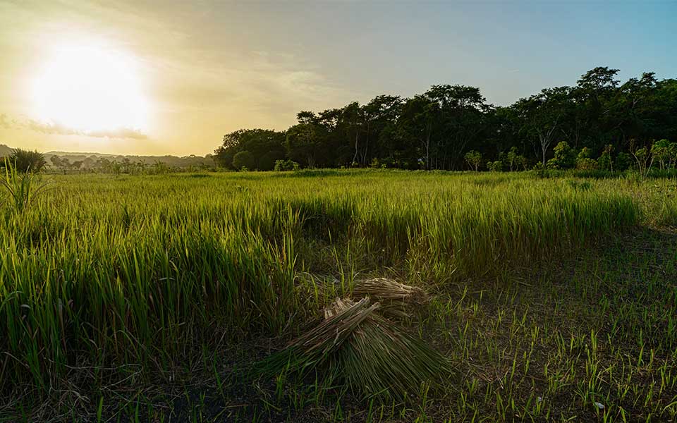 Μεξικό: Τα τζάγκουαρ επιστρέφουν-4
