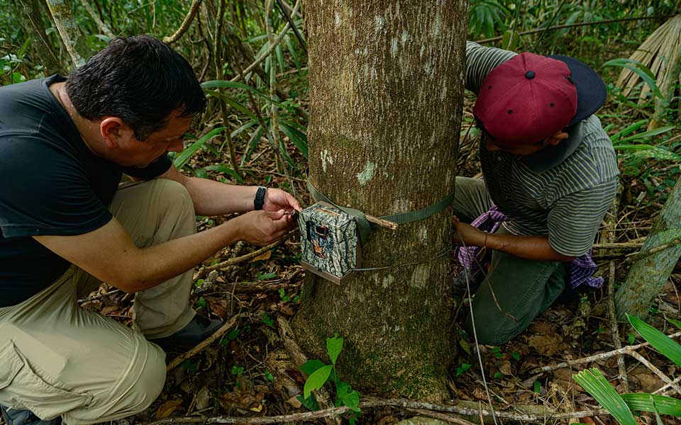 Μεξικό: Τα τζάγκουαρ επιστρέφουν-9