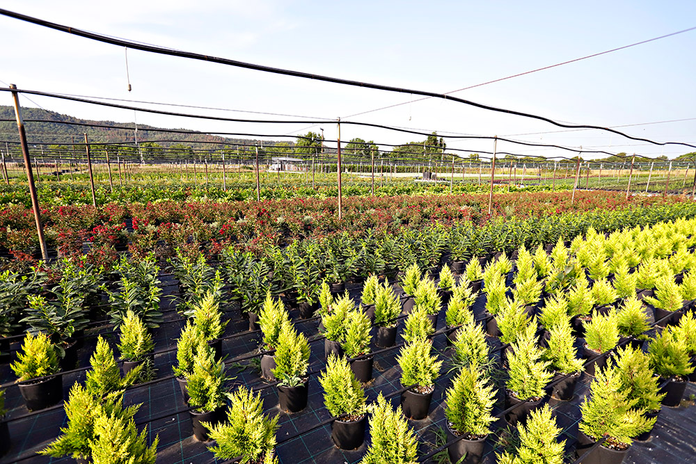 Ελληνικός Χρυσός: Υπεύθυνη μεταλλευτική δραστηριότητα με έλεγχο και φροντίδα για το περιβάλλον-2