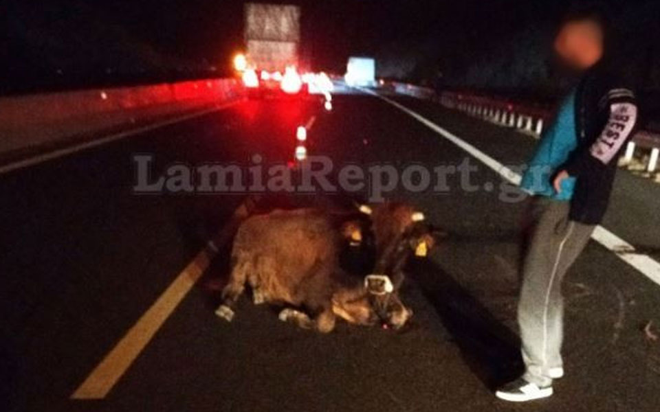 λαμία-φορτηγό-συγκρούστηκε-με-αγελάδ-562139914