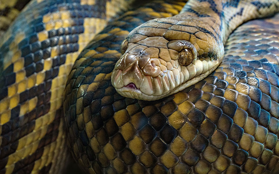 αυστραλία-5χρονος-δέχθηκε-επίθεση-από-562154581