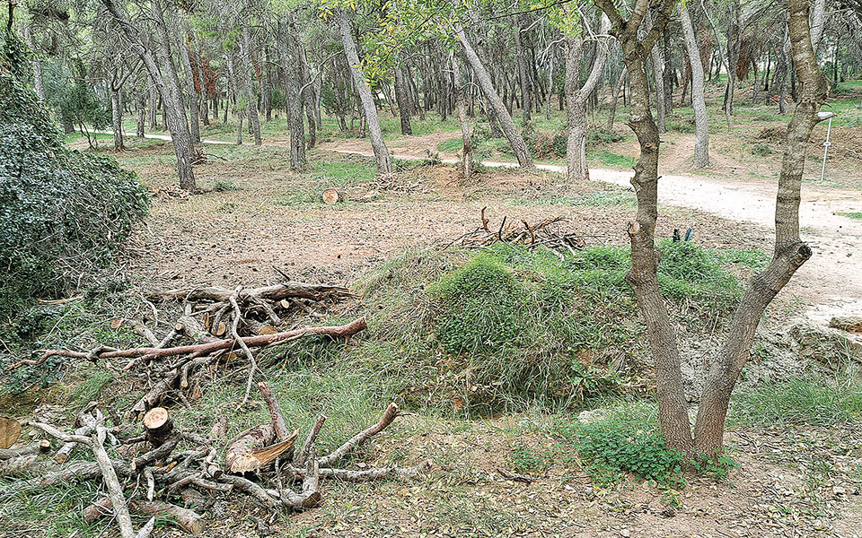 Καταγγέλλουν καταστροφές στο Δάσος Συγγρού-2