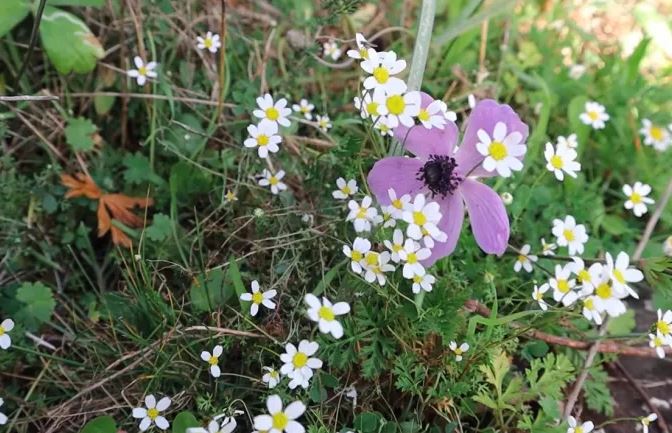 συνάντηση-με-ένα-αγριολούλουδο-ντο-562159381