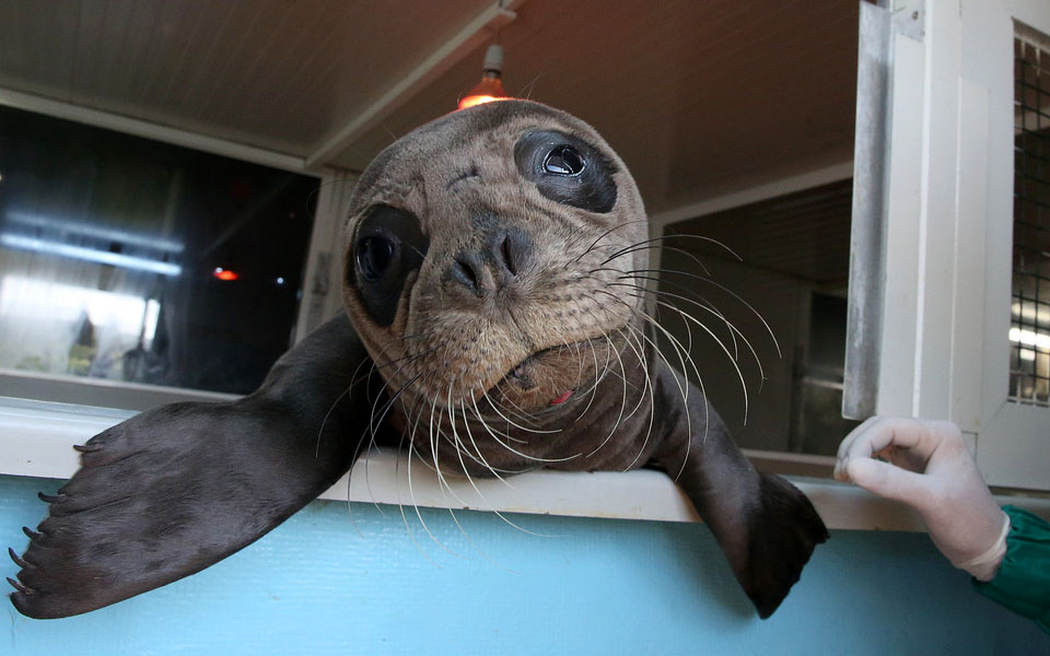 μωρό-φώκια-10-ημερών-ταξίδεψε-από-την-κρ-562146070
