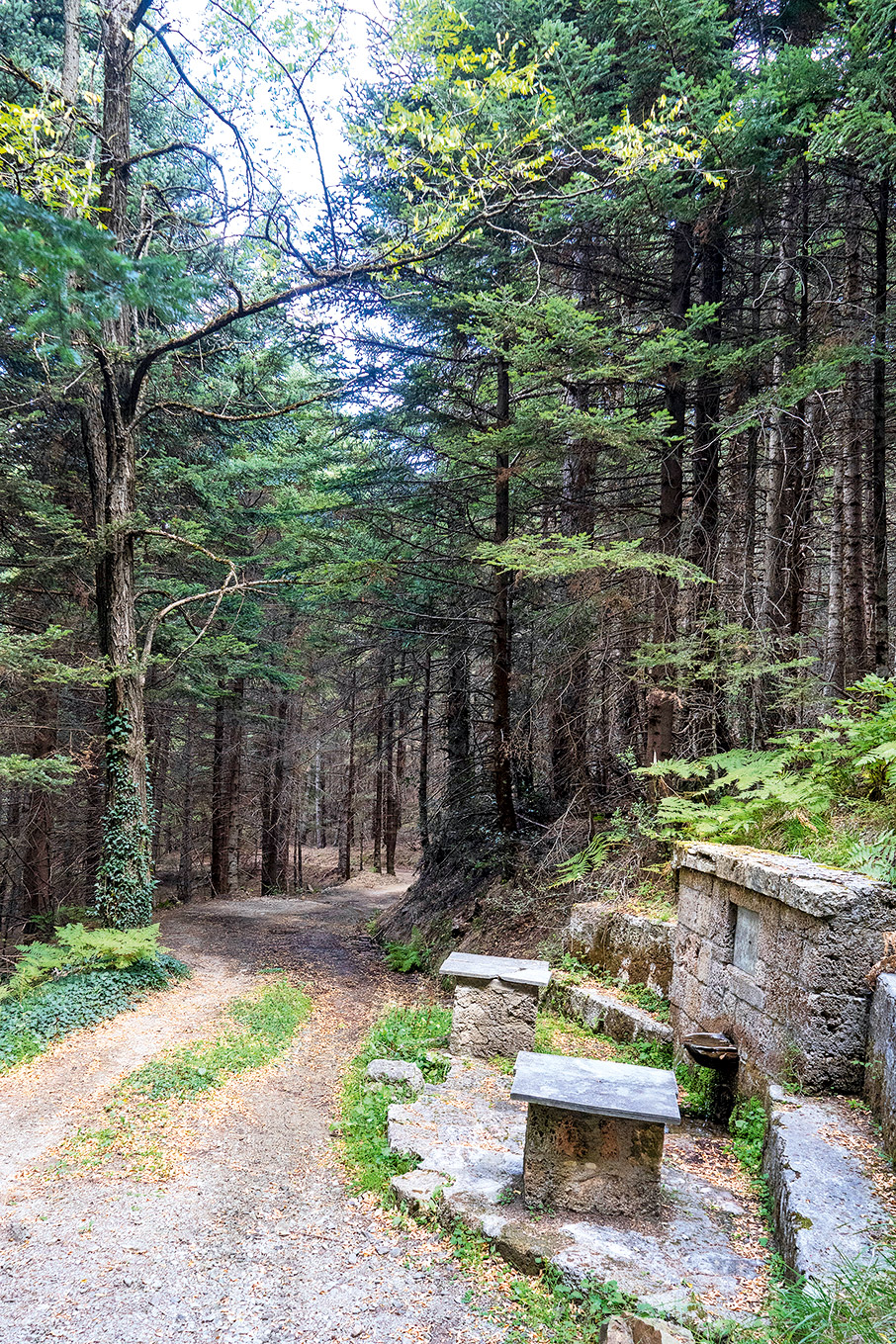 Κυνηγοί μανιταριών στην ορεινή Αχαΐα-15